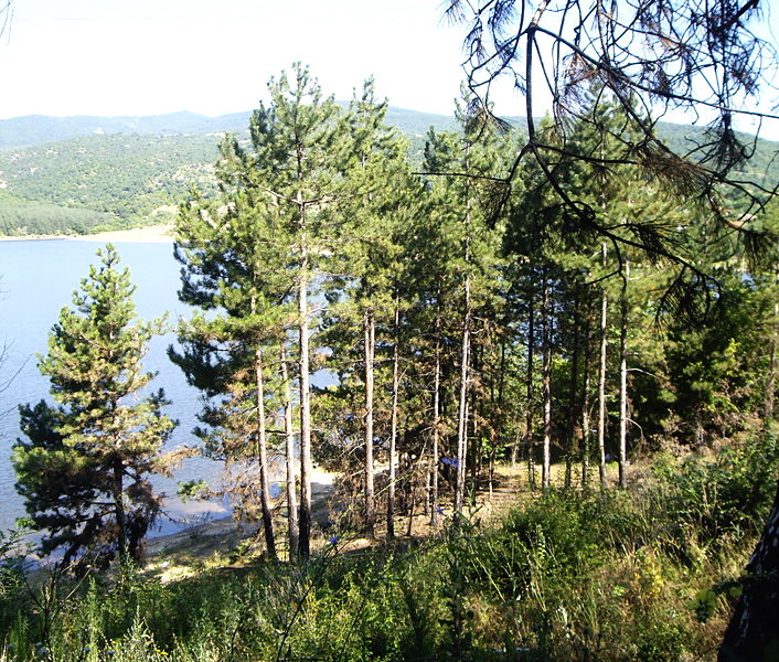 706px-Forest_in_Bulgaria_near_Dundukovo_dam.jpg
