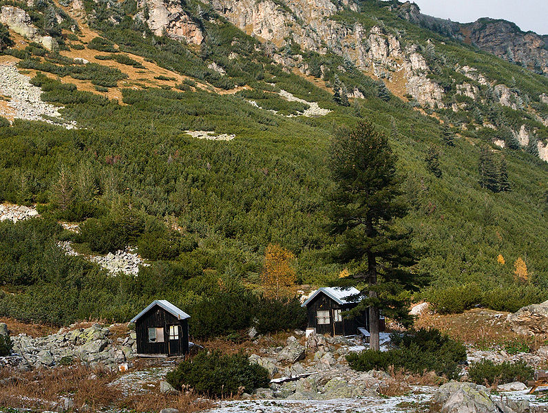 796px-Maliovica_Pinus_peuce1.jpg