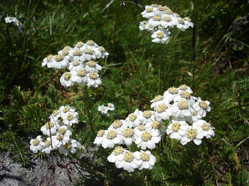 800px-AchilleaMillefoliumBulgaria.jpg