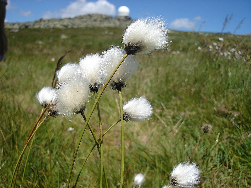 800px-EriophorumAngustifoliumBulgaria.jpg